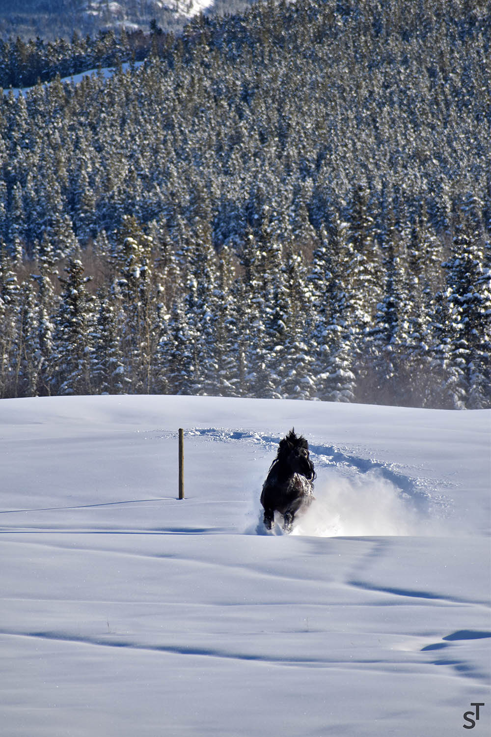 One of the horses galloping through fresh snow