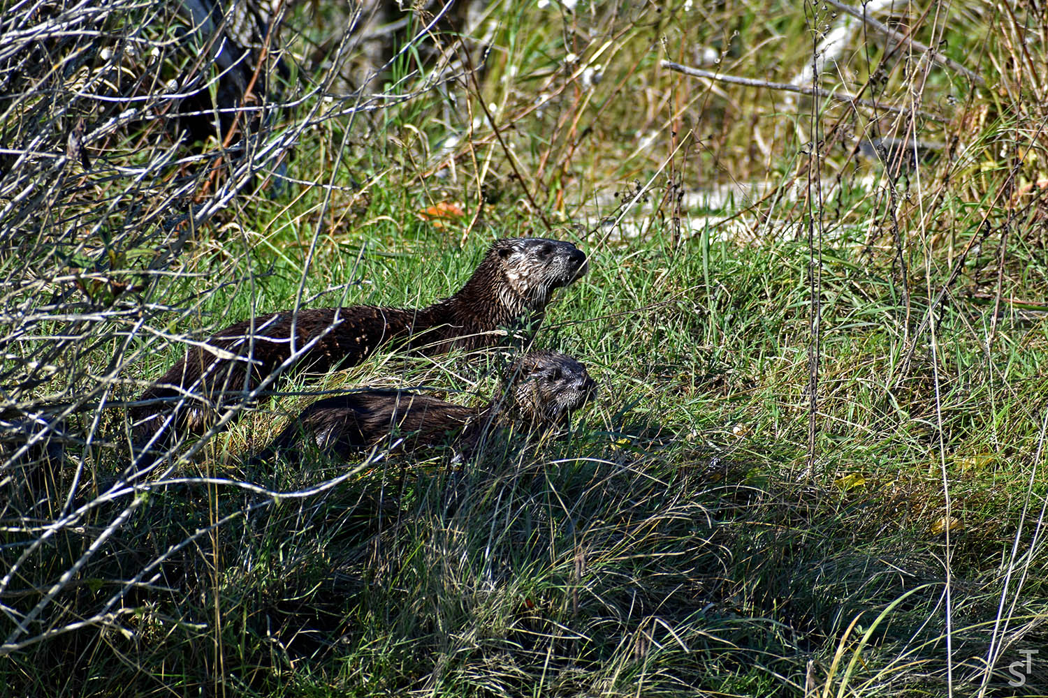Otters