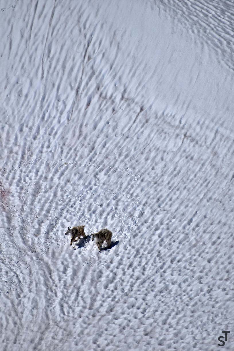 Mountain Goats